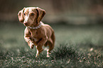 American Miniature Dachshund