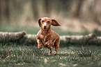 American Miniature Dachshund