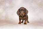 Dachshund puppy