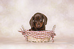 Dachshund puppy