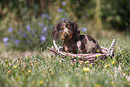 Dachshund puppy