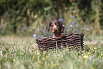 Dachshund puppy