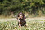 Dachshund puppy