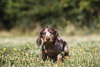Dachshund puppy