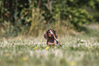 Dachshund puppy