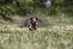 Dachshund puppy