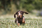 Dachshund puppy