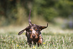 Dachshund puppy