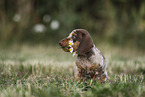 Dachshund puppy