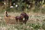 Dachshund puppy
