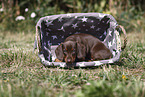 Dachshund puppy
