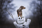Americann Miniature Dachshund