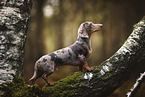 Americann Miniature Dachshund