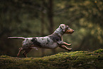 Americann Miniature Dachshund