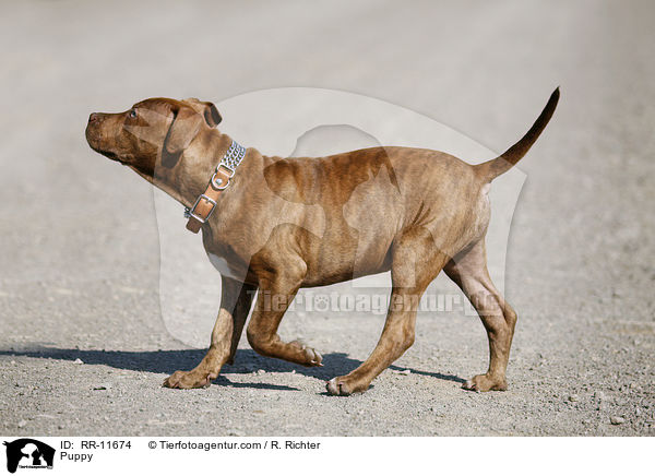 American Pit Bull Terrier Welpe / Puppy / RR-11674
