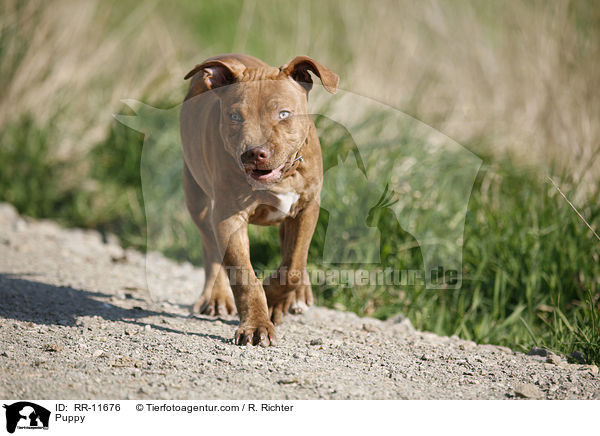 American Pit Bull Terrier Welpe / Puppy / RR-11676