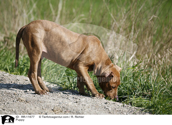 American Pit Bull Terrier Welpe / Puppy / RR-11677