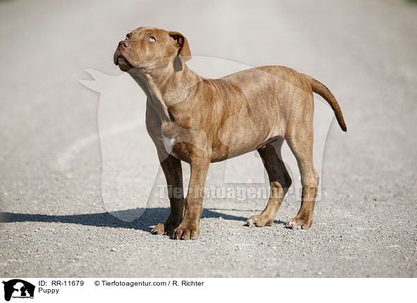 American Pit Bull Terrier Welpe / Puppy / RR-11679