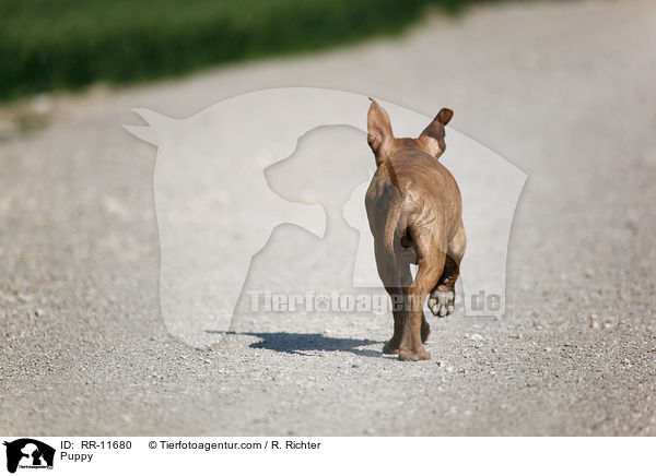 American Pit Bull Terrier Welpe / Puppy / RR-11680