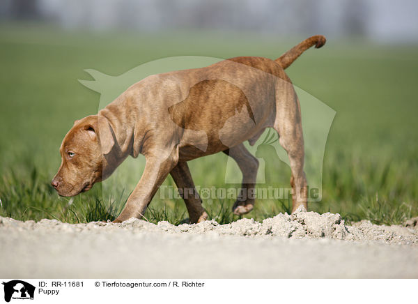 American Pit Bull Terrier Welpe / Puppy / RR-11681