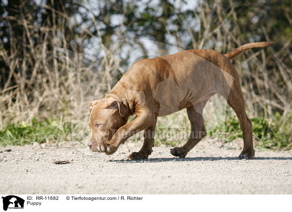 American Pit Bull Terrier Welpe / Puppy / RR-11682