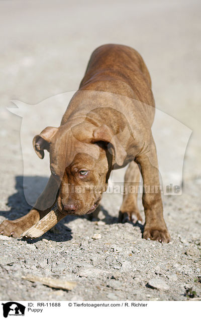American Pit Bull Terrier Welpe / Puppy / RR-11688