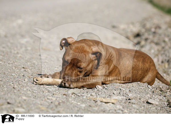 American Pit Bull Terrier Welpe / Puppy / RR-11690