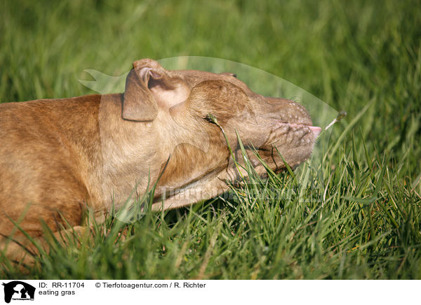 eating gras / RR-11704