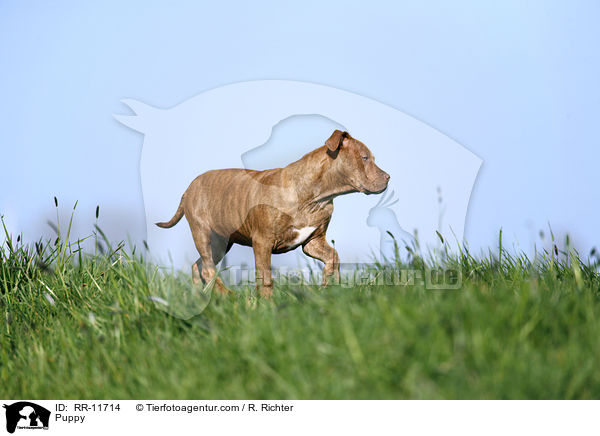 American Pit Bull Terrier Welpe / Puppy / RR-11714
