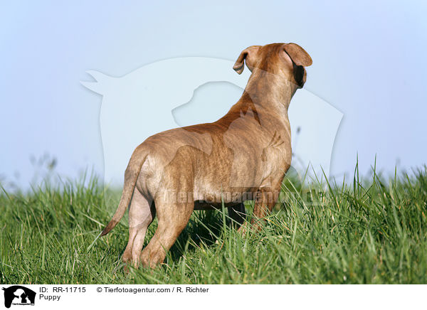 American Pit Bull Terrier Welpe / Puppy / RR-11715