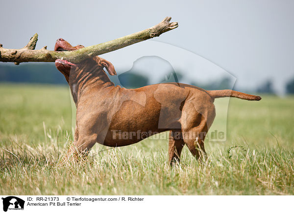 American Pit Bull Terrier / American Pit Bull Terrier / RR-21373