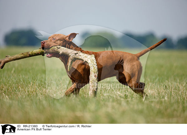 American Pit Bull Terrier / RR-21380