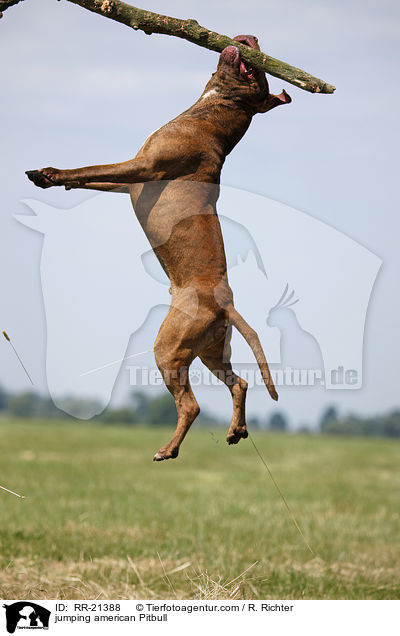 jumping american Pitbull / RR-21388