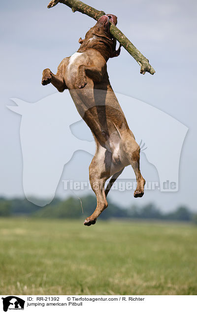 springender American Pit Bull / jumping american Pitbull / RR-21392