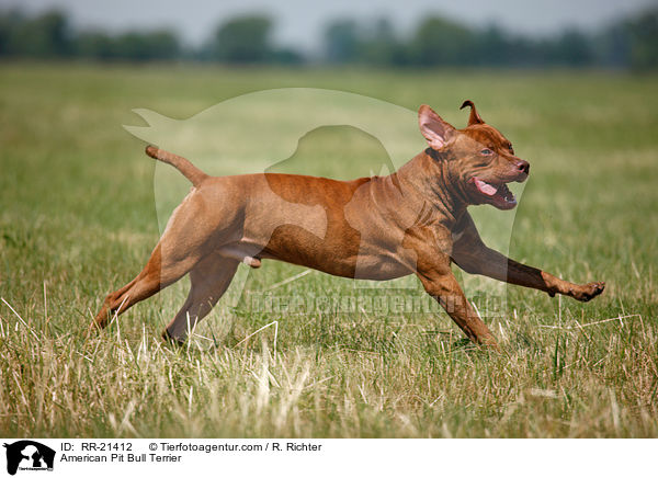 American Pit Bull Terrier / American Pit Bull Terrier / RR-21412