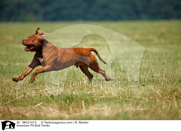 American Pit Bull Terrier / American Pit Bull Terrier / RR-21413