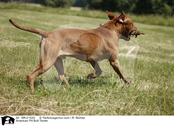 American Pit Bull Terrier / American Pit Bull Terrier / RR-21420