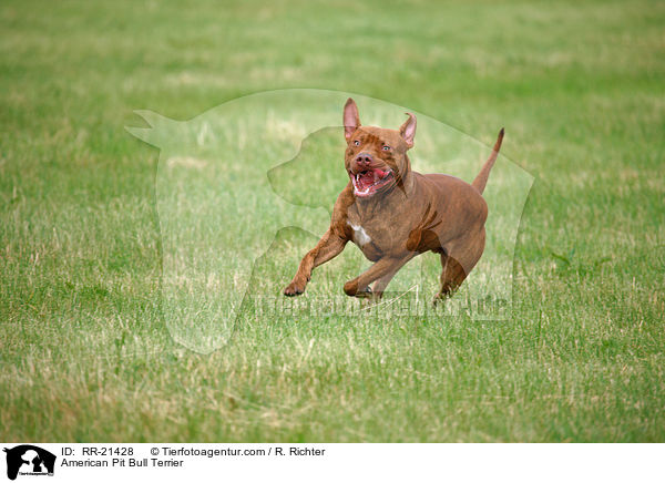 American Pit Bull Terrier / American Pit Bull Terrier / RR-21428