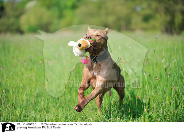 spielender American Pit Bull Terrier / playing American Pit Bull Terrier / YJ-06230