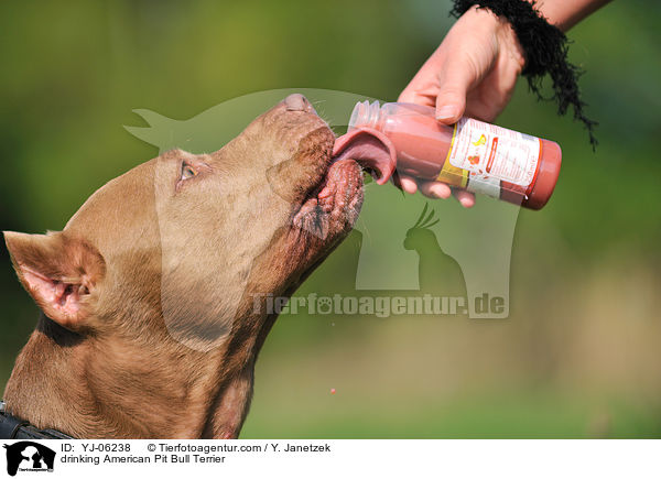 drinking American Pit Bull Terrier / YJ-06238