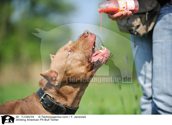 trinkender American Pit Bull Terrier / drinking American Pit Bull Terrier / YJ-06239