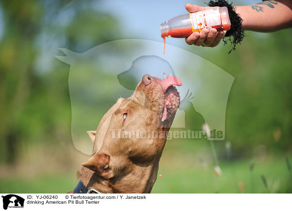 drinking American Pit Bull Terrier / YJ-06240