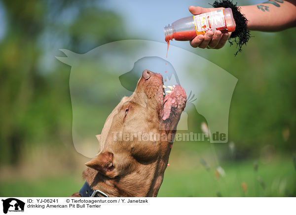 drinking American Pit Bull Terrier / YJ-06241