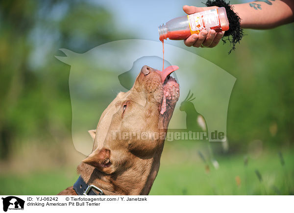 drinking American Pit Bull Terrier / YJ-06242