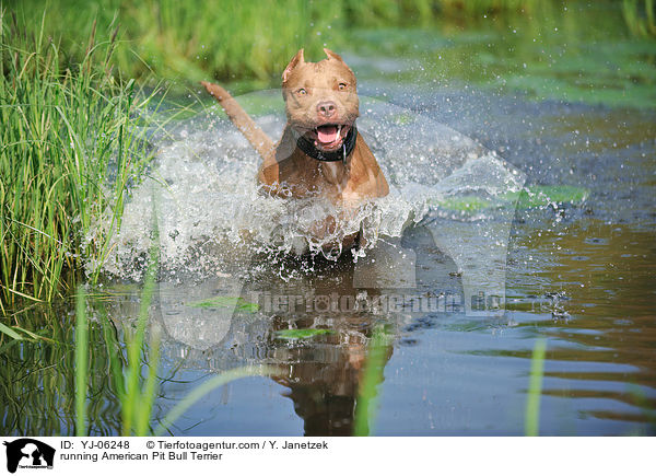 running American Pit Bull Terrier / YJ-06248