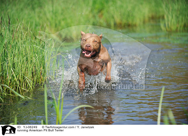 rennender American Pit Bull Terrier / running American Pit Bull Terrier / YJ-06249