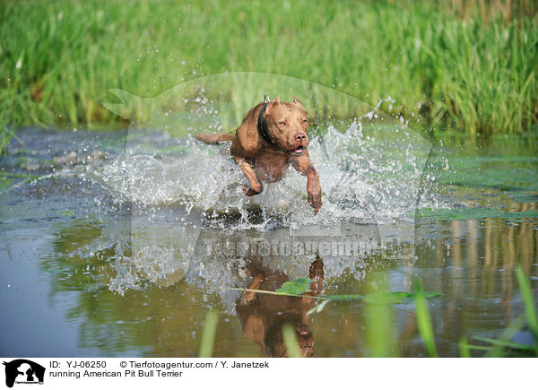 running American Pit Bull Terrier / YJ-06250