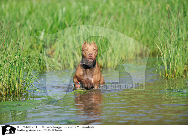 bathing American Pit Bull Terrier / YJ-06251