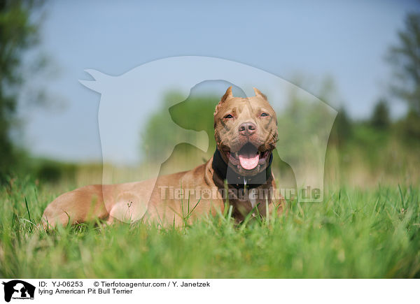 liegender American Pit Bull Terrier / lying American Pit Bull Terrier / YJ-06253
