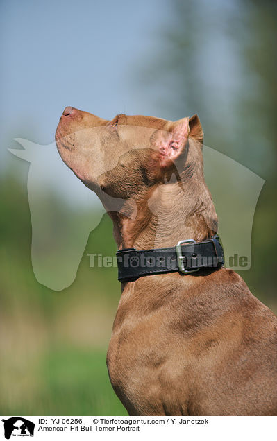 American Pit Bull Terrier Portrait / YJ-06256